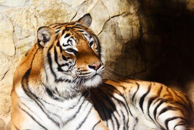 Bengal Tiger